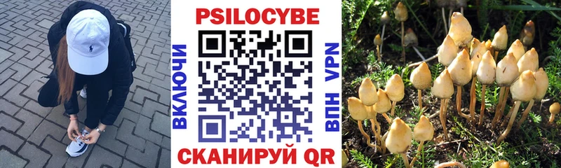 Псилоцибиновые грибы Psilocybine cubensis  Первоуральск 